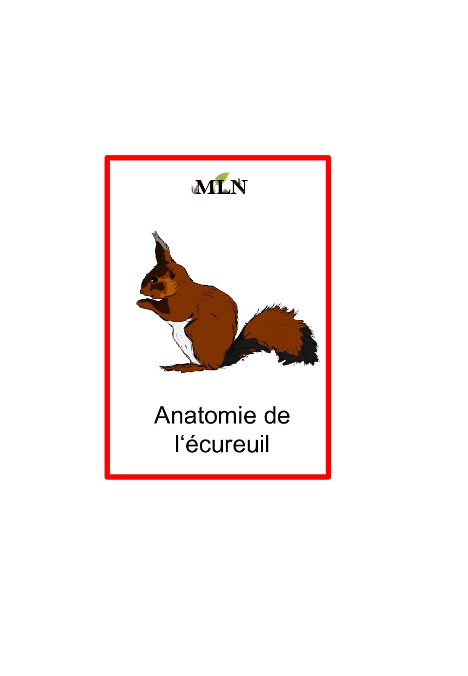 Nomenclature anatomie de l‘écureuil script