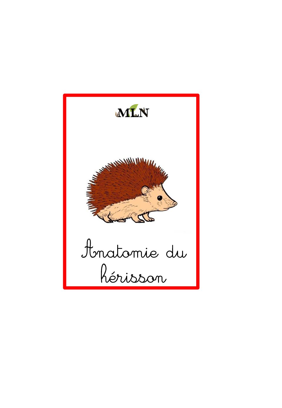 Nomenclature cursive anatomie du hérisson