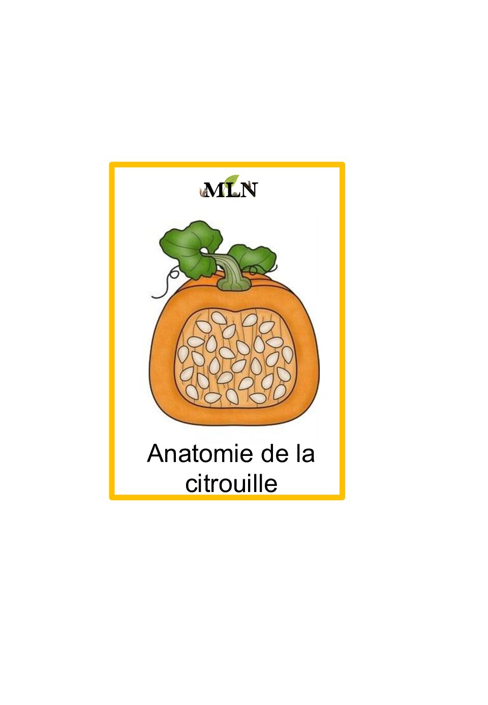 Anatomie de la citrouille en script