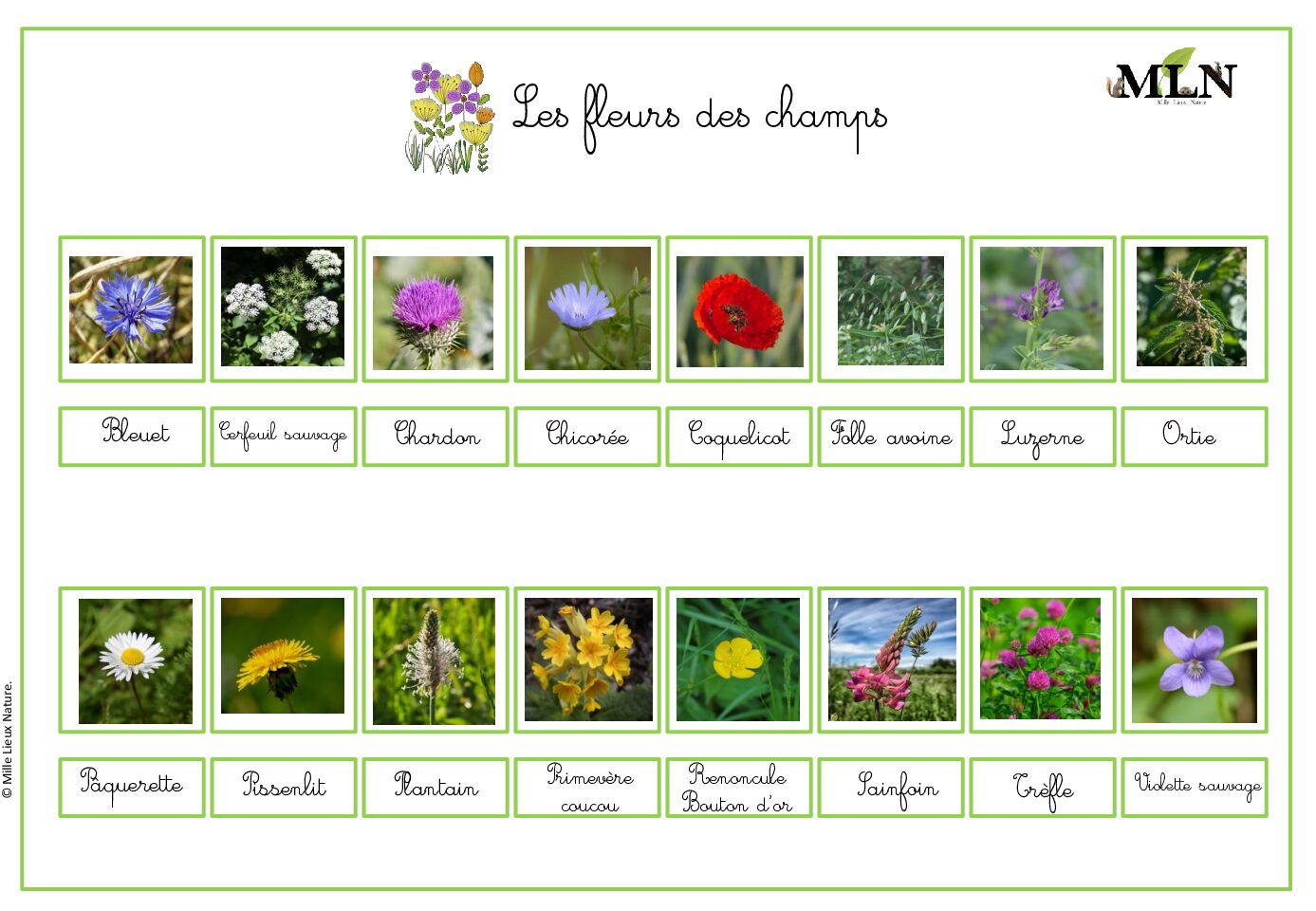 Identifier les fleurs des champs en cursif