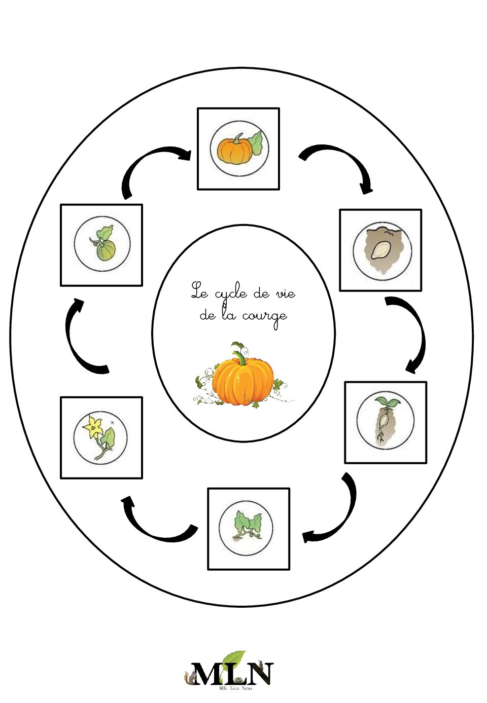 Le cycle de vie de la courge