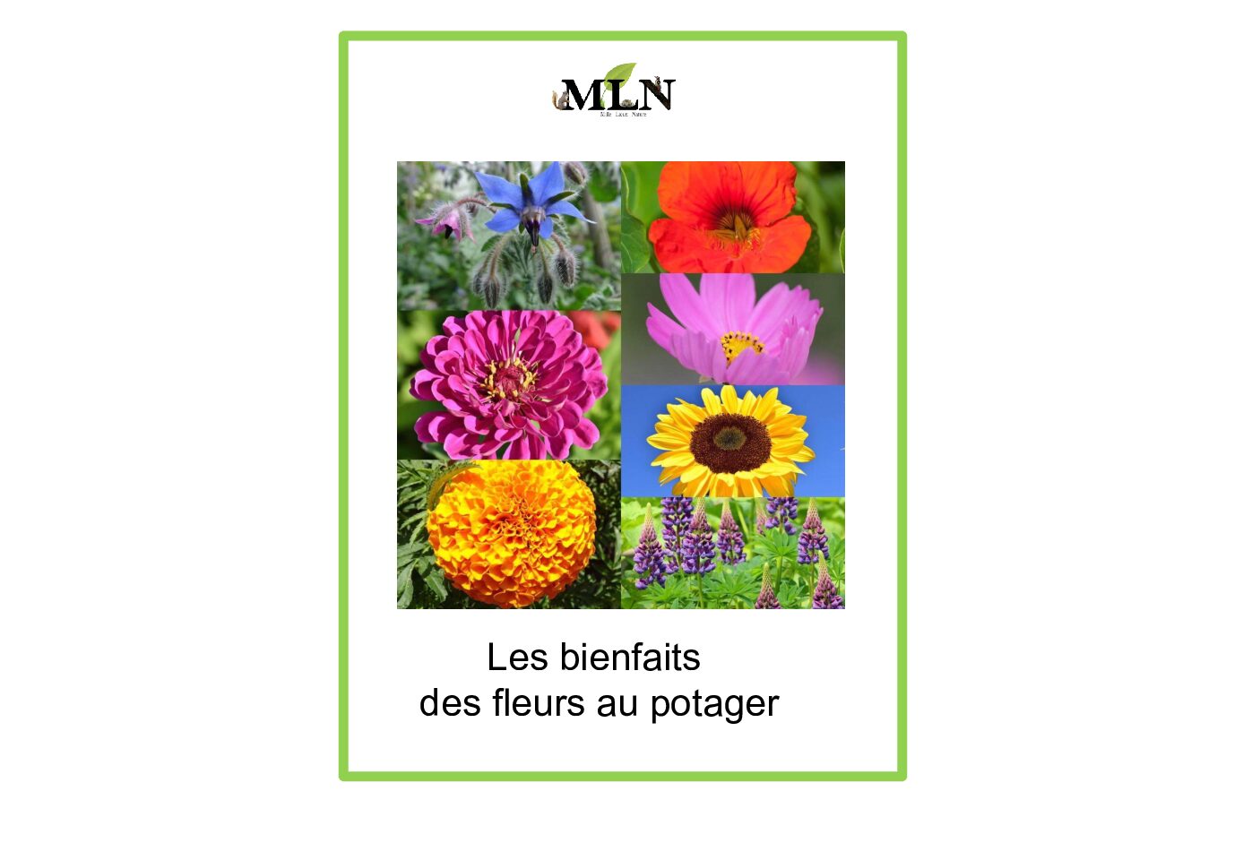 Les bienfaits des fleurs au potager