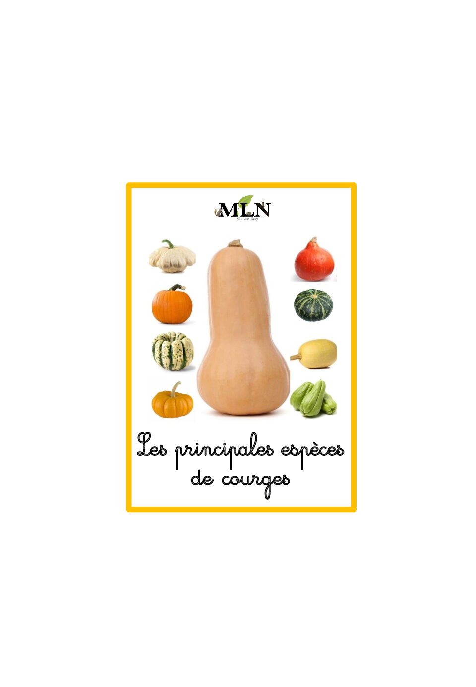 Les principales espèces de courges en cursif