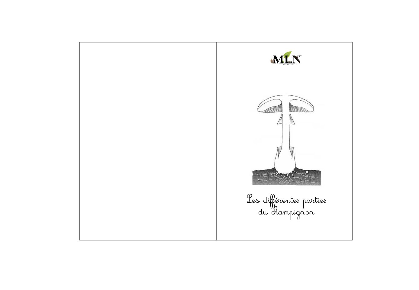Livret coloriage, les différentes parties du champignon
