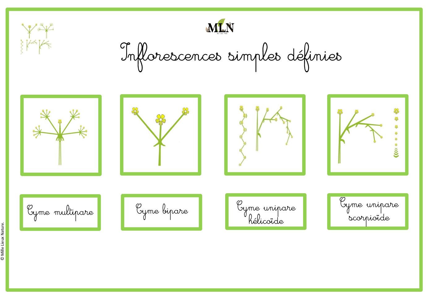 Identification Inflorescences simples définies cursif