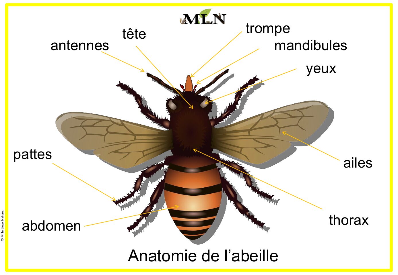 Affiche en script de l'abeille