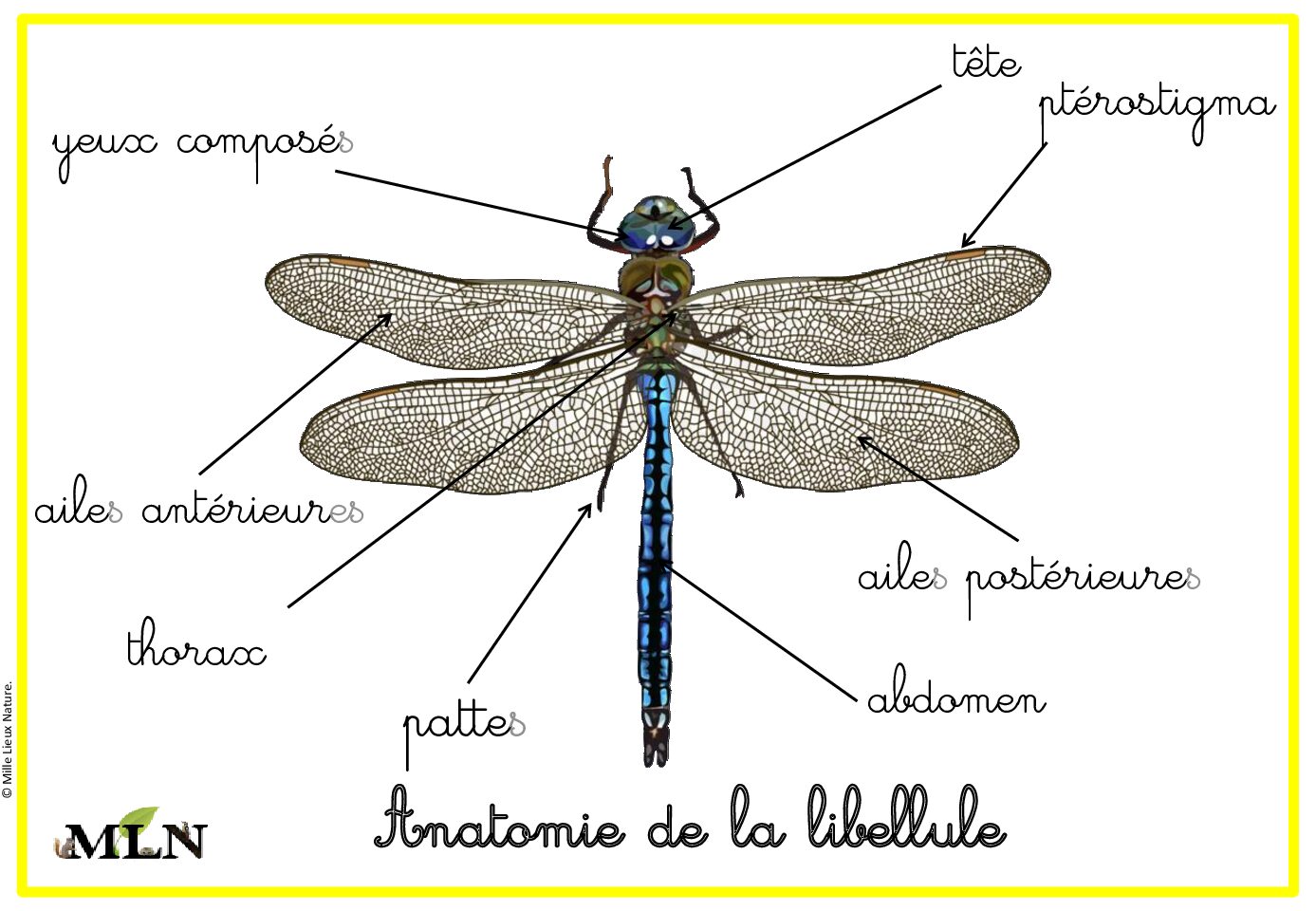 Affiche libellule cursif