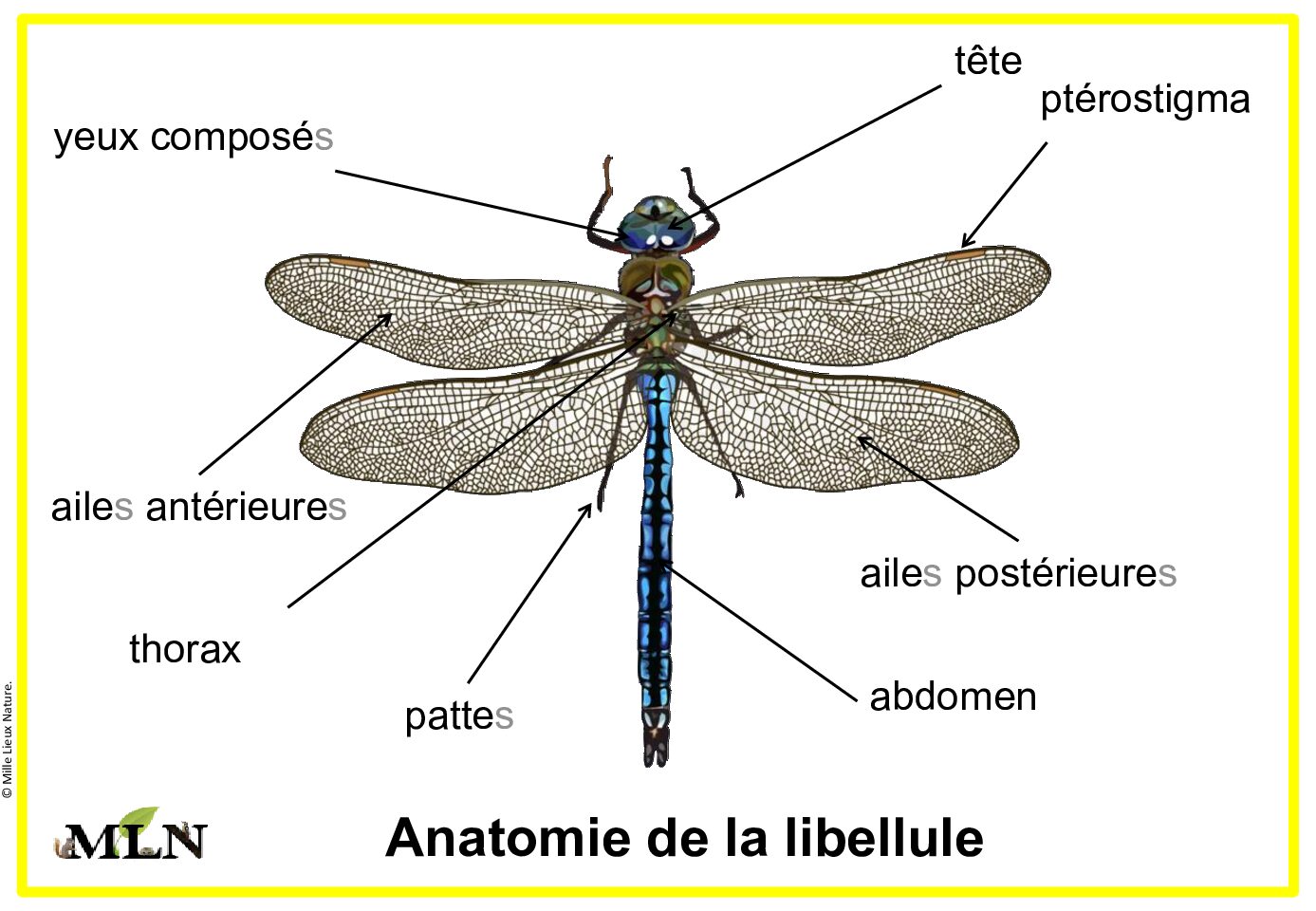Affiche libellule en script