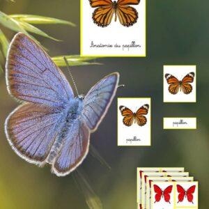 Nomenclatures anatomie du papillon SCRIPT