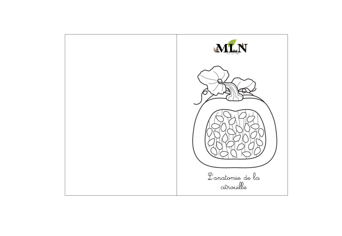 Livret coloriage anatomie de la citrouille en cursif
