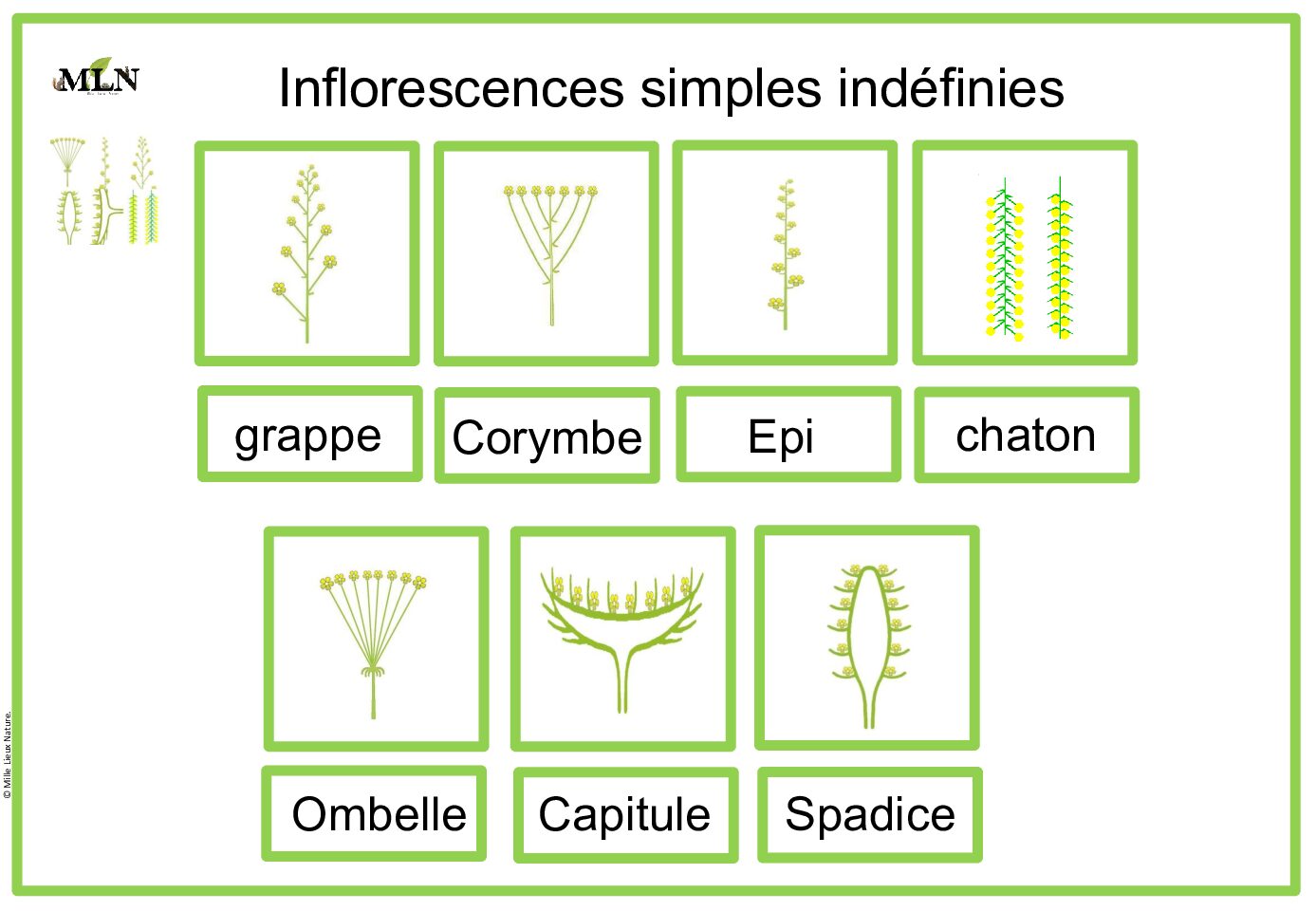 Identification Inflorescences simples indéfinies en script