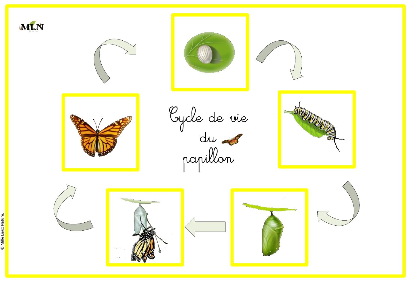 Cycle de vie du papillon en cursif 2