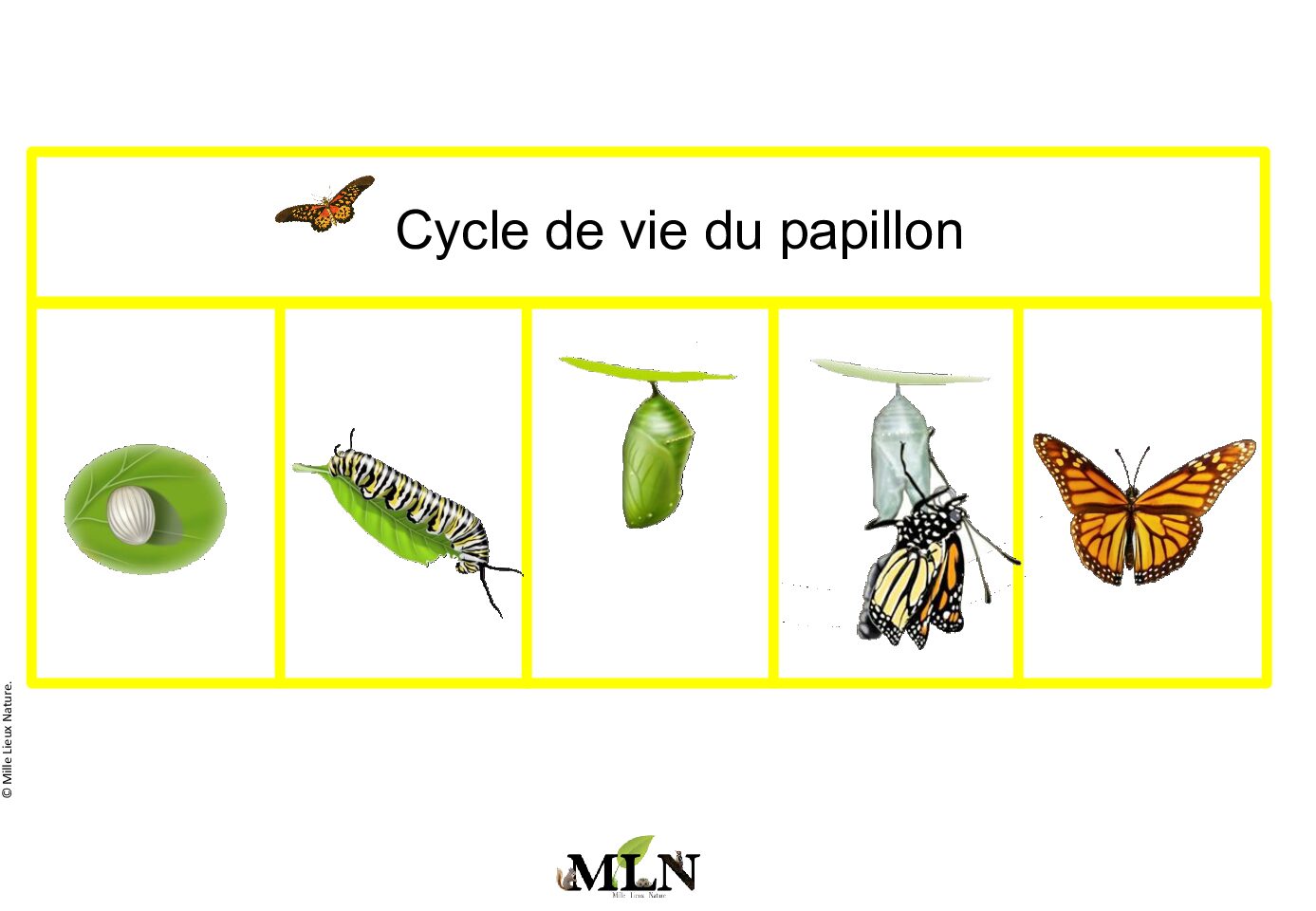 Cycle de vie du papillon en script 1