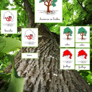Nomenclatures anatomie de l'arbre cursif