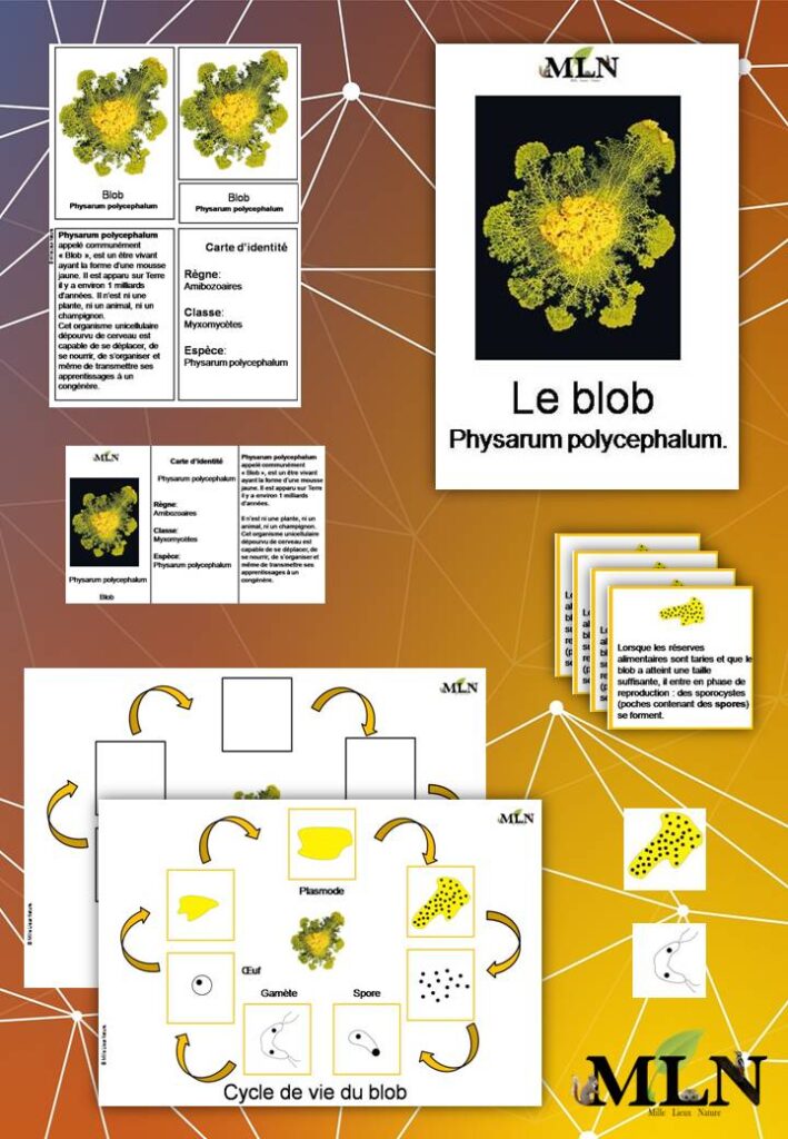 Le Blob : Physarum Polycephalum