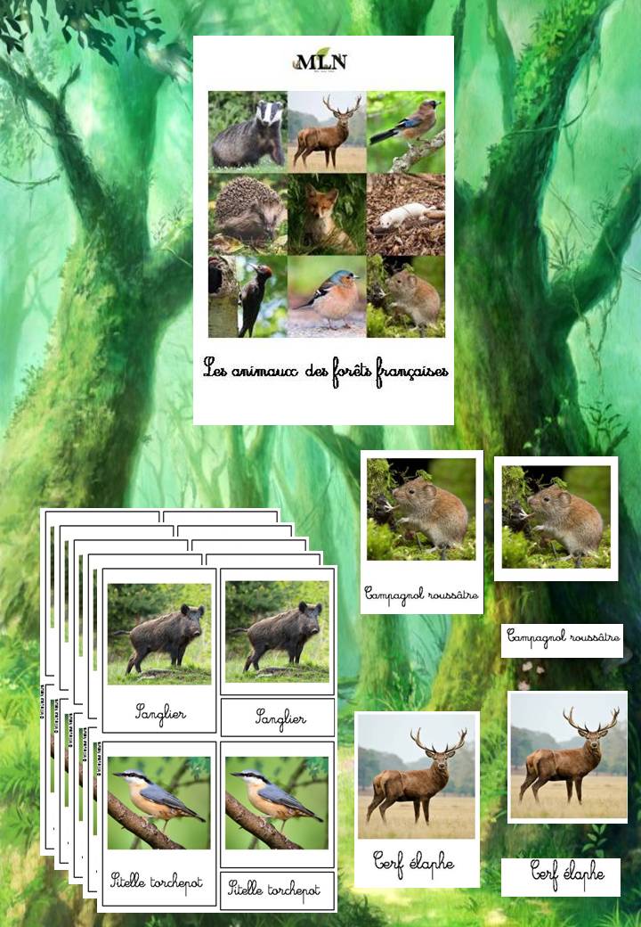 Les animaux des forêts françaises