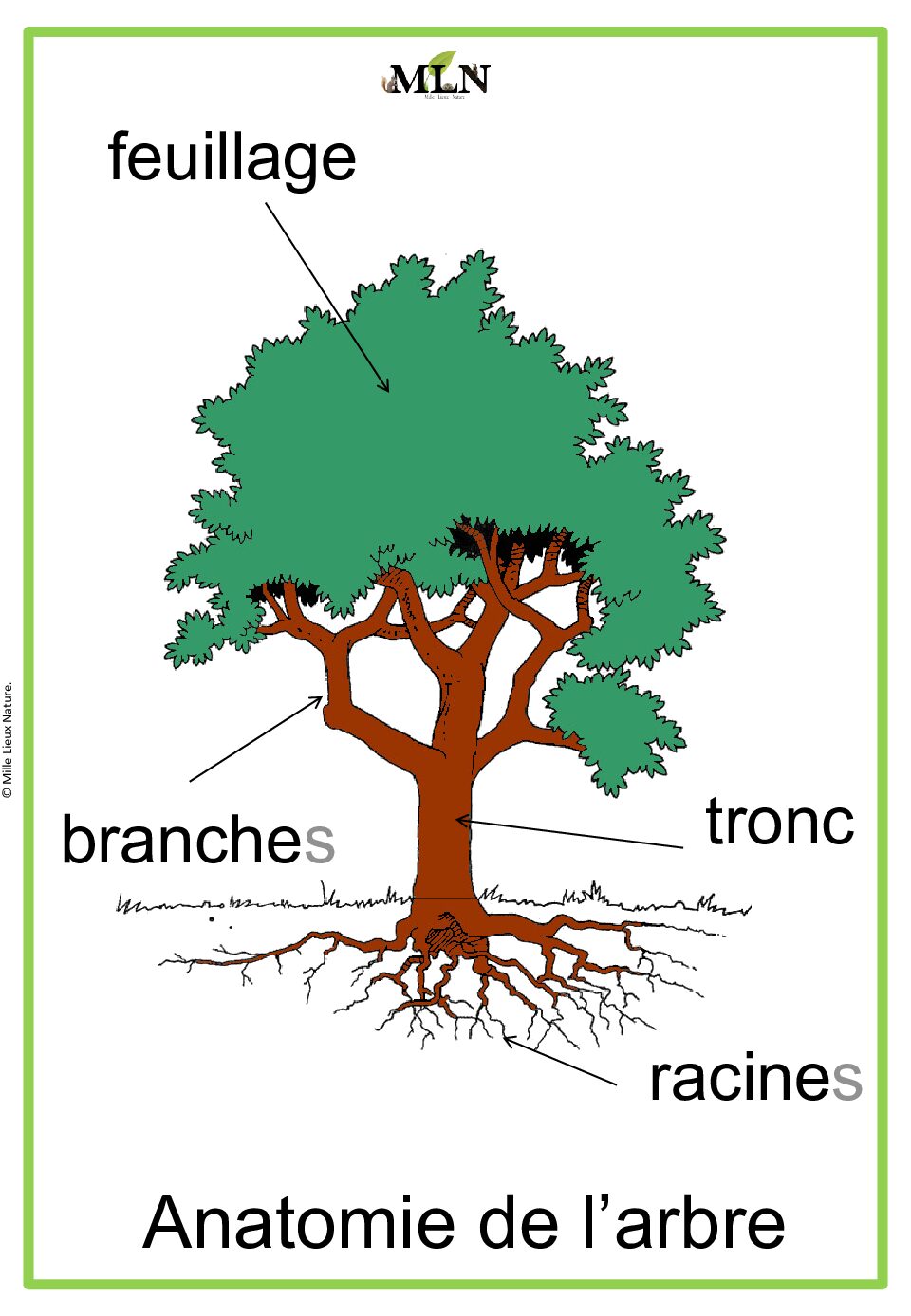 Affiches anatomie de l'arbre script