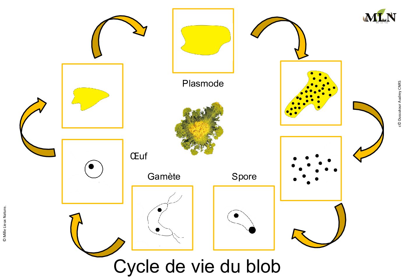 Cycle de vie du blob script