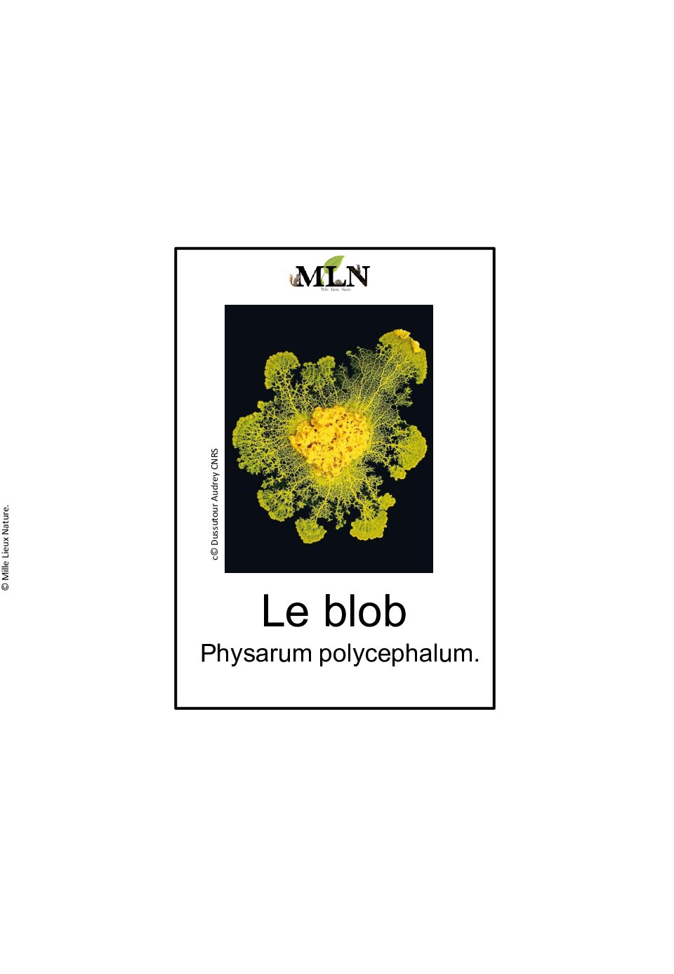 Nomenclatures identité du blob script