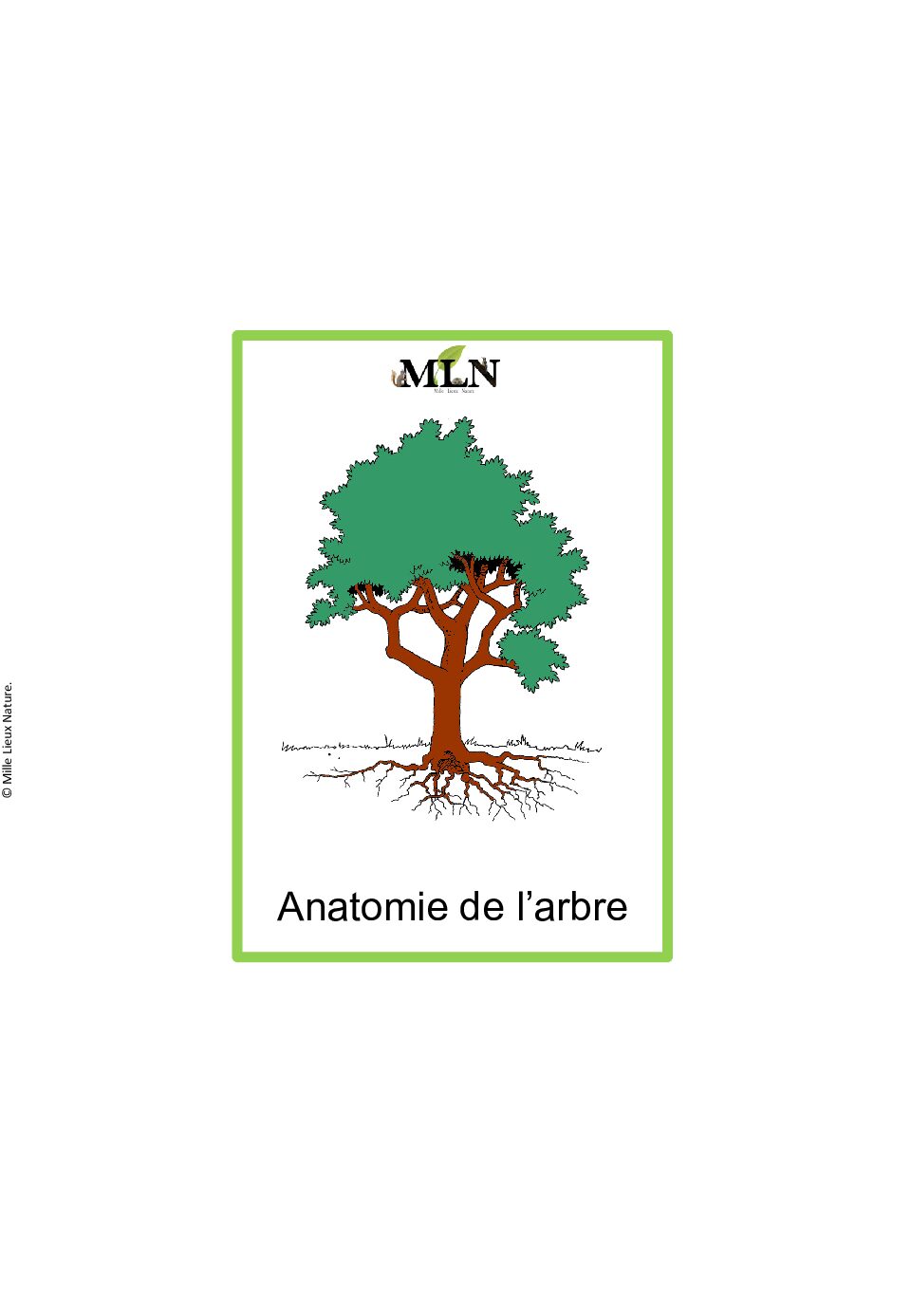 Nomenclatures anatomie de l'arbre script