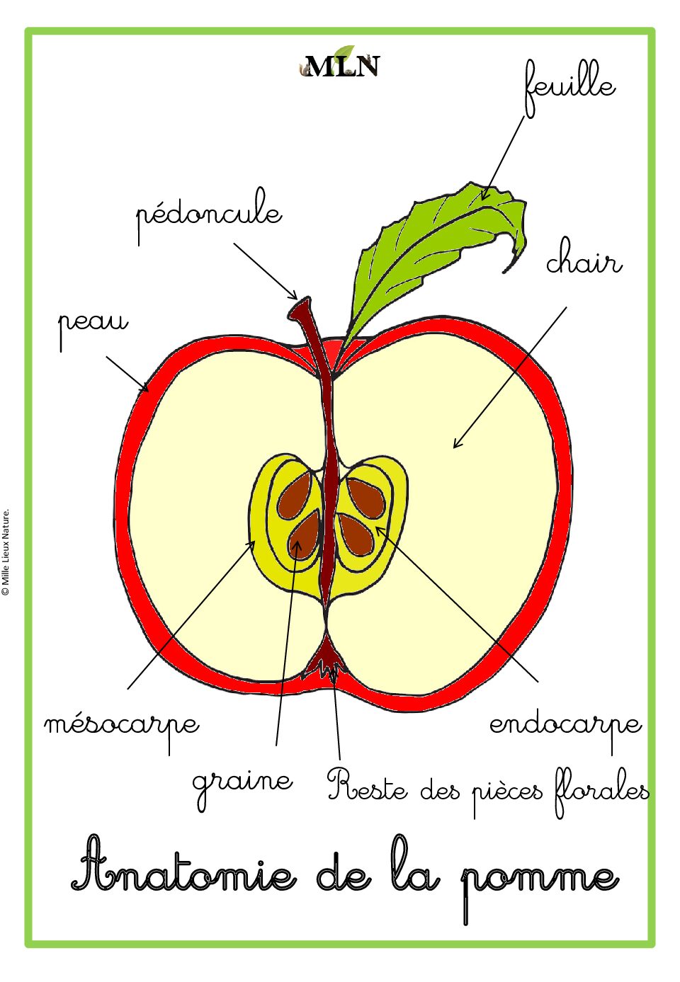 Affiches anatomie de la pomme cursif