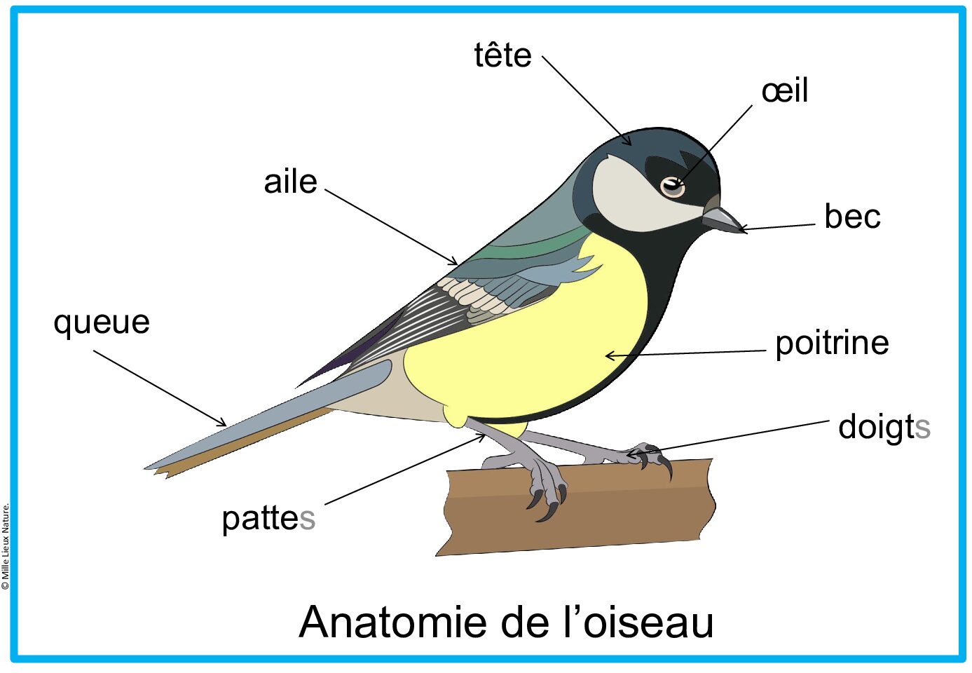 Affiches anatomie de l'oiseau script
