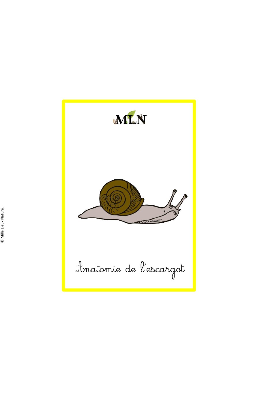 Nomenclatures anatomie de l'escargot cursif
