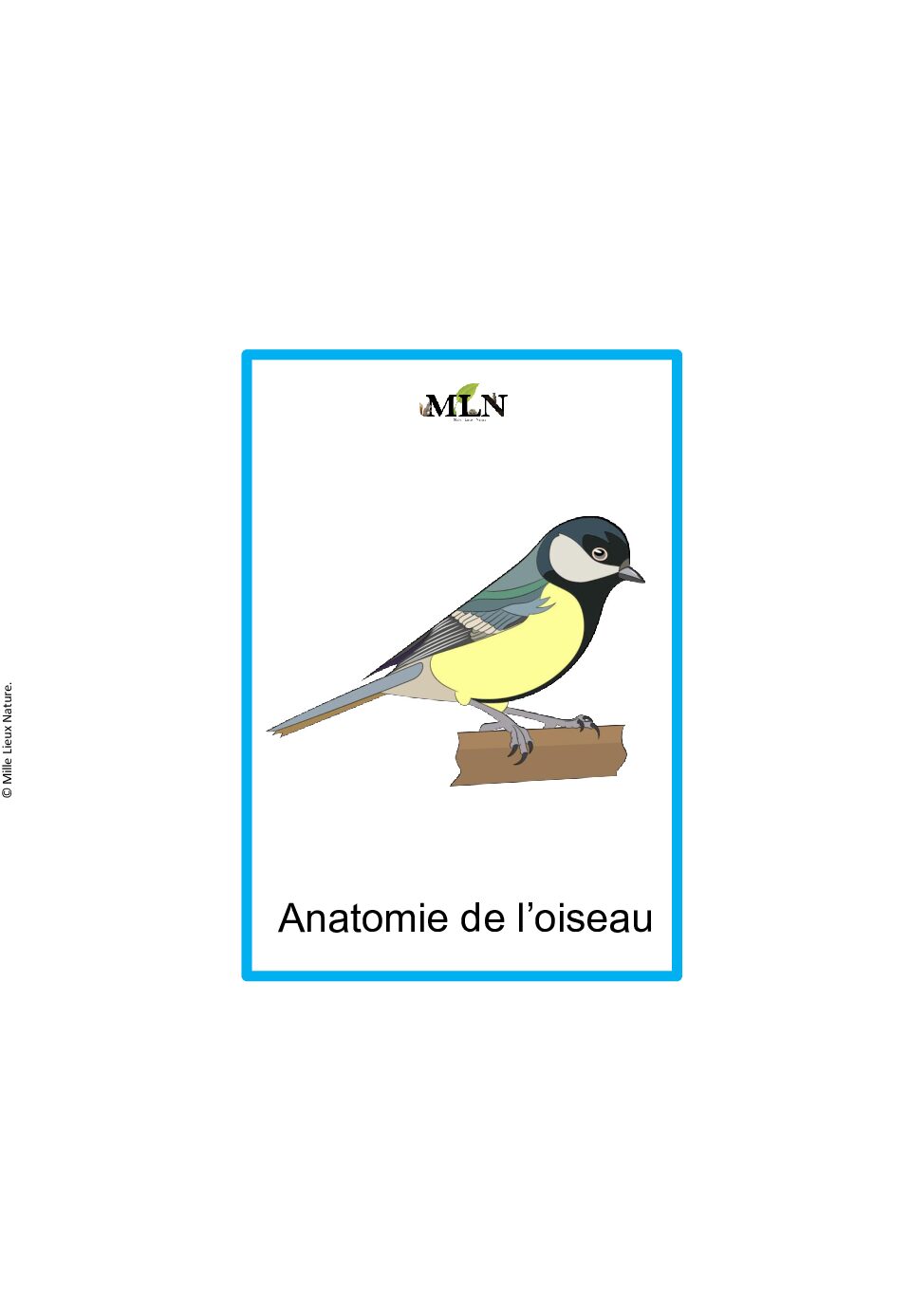 Nomenclatures anatomie de l'oiseau script
