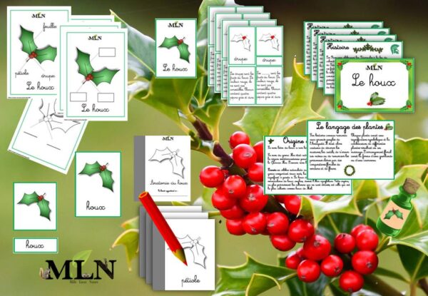 Dossier Le houx (SCRIPT)