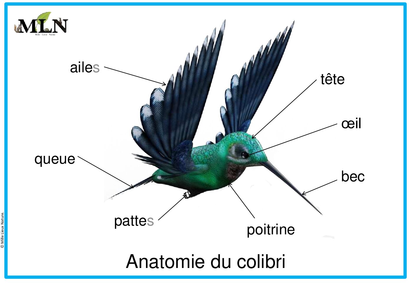 Affiches anatomie du colibri script