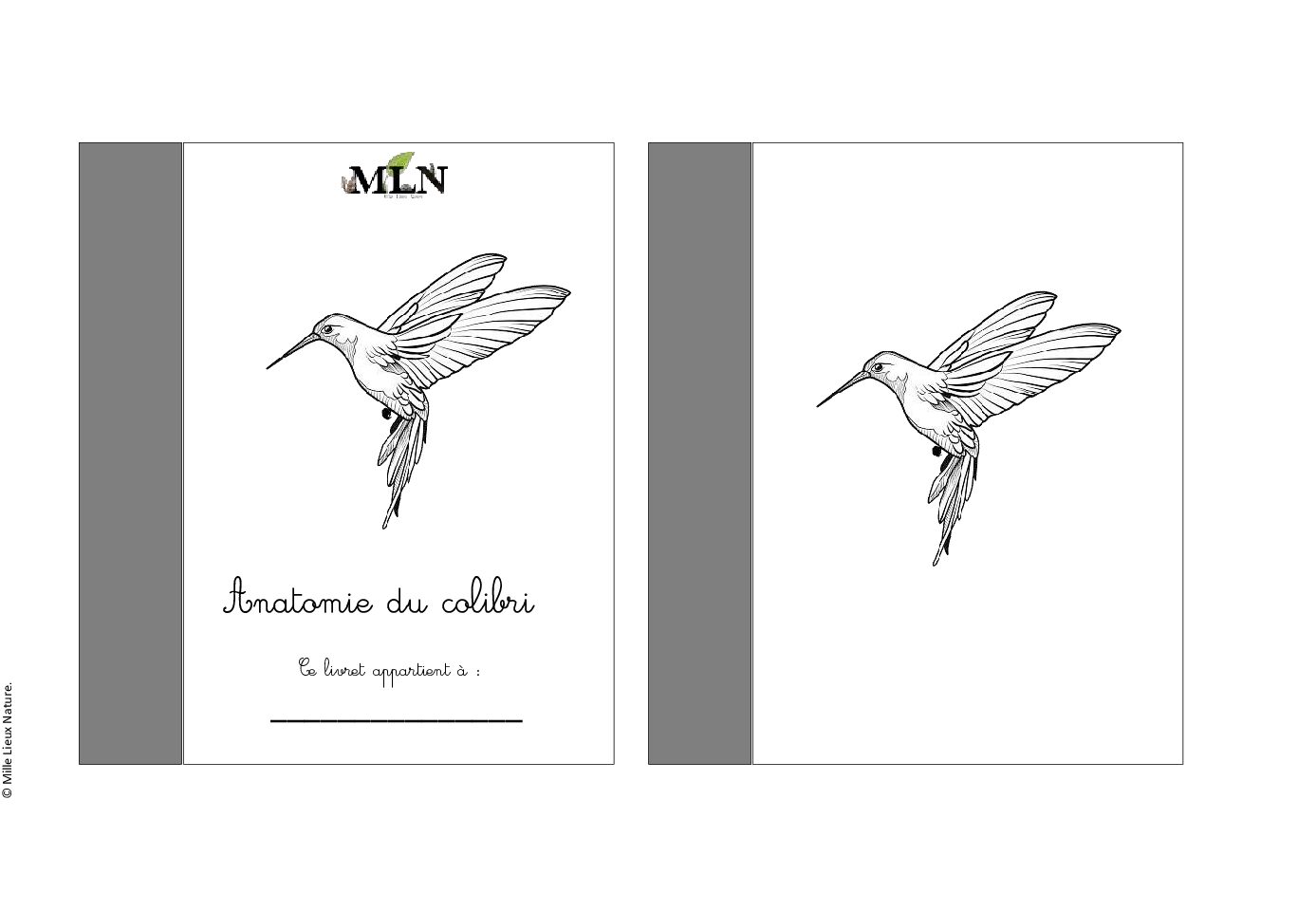 Livret de coloriage anatomie du colibri cursif