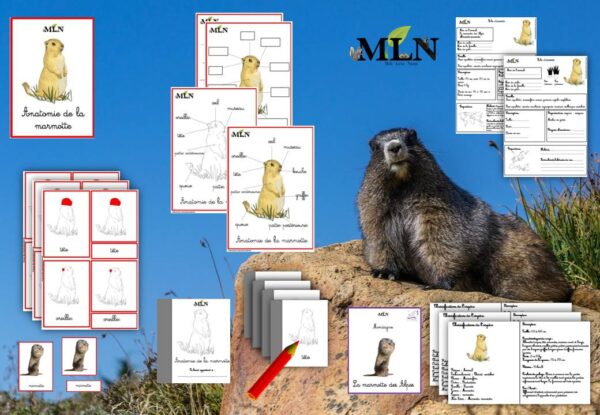 Dossier La marmotte cursif