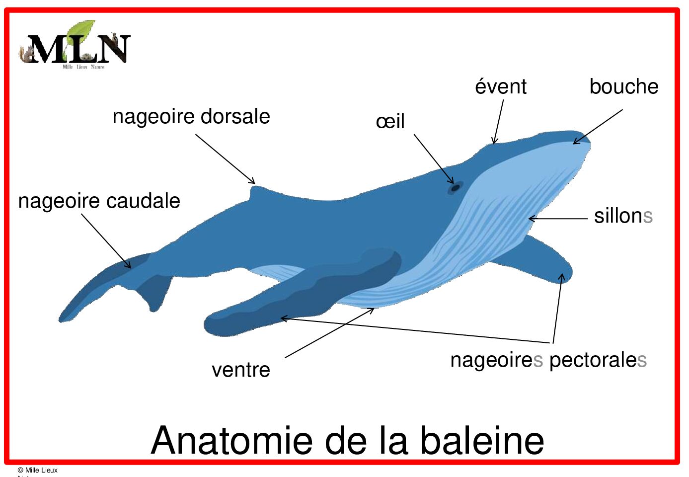 Affiches anatomie de la baleine script