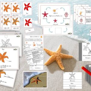 Dossier L'étoile de mer cursif