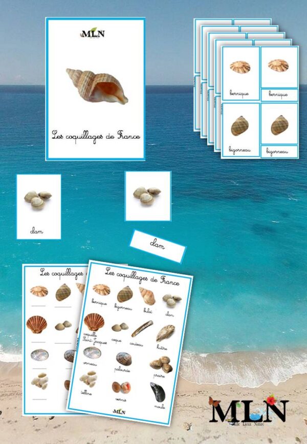 Les coquillages de France cursif