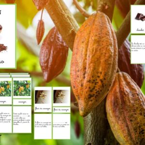 Nomenclatures le cacao cursif