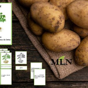 Nomenclatures Anatomie d'un plant de pomme de terre cursif