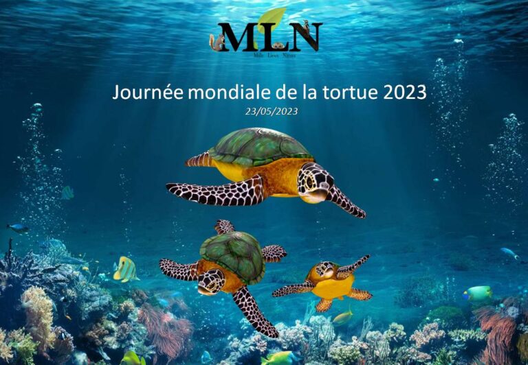 Journée mondiale de la tortue