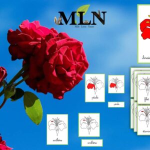 Nomenclatures anatomie de la fleur cursif