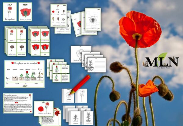 Dossier Le coquelicot cursif