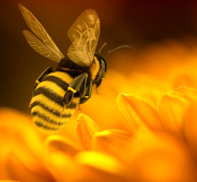 Journée mondiale de l’abeille