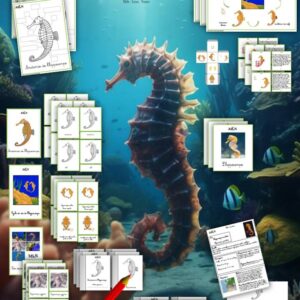 Dossier L'hippocampe cursif