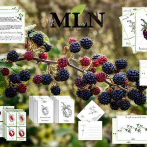 Dossier La mûre cursif