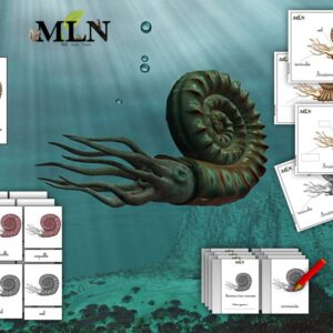 Pack anatomie d'une ammonite SCRIPT