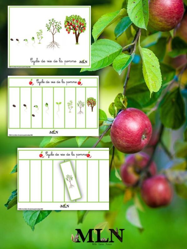 Cycle de vie de la pomme
