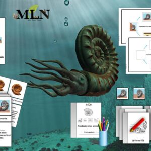Pack les étapes de fossilisation d'une ammonite SCRIPT
