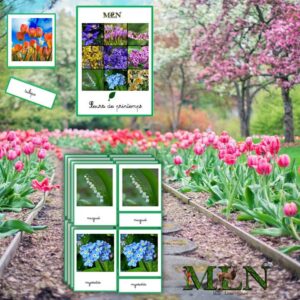 Nomenclatures Les fleurs de printemps SCRIPT