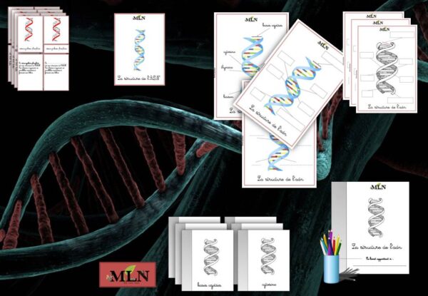 Dossier La structure de l'ADN cursif