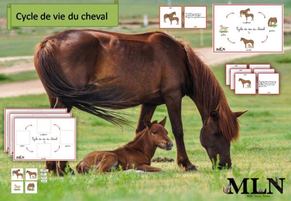 Cycle de vie du cheval cursif