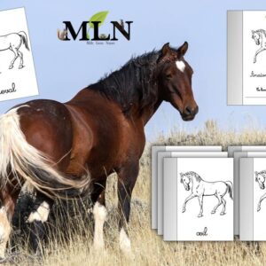 Livret de coloriage anatomie du cheval cursif